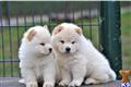 chow chow puppy posted by Nadesh Rowland